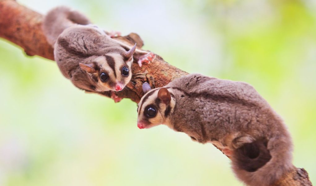 Hewan Eksotis Kembali Tren? Mengapa Iguana dan Sugar Glider Jadi Primadona 2026