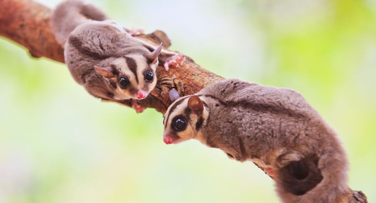 Hewan Eksotis Kembali Tren? Mengapa Iguana dan Sugar Glider Jadi Primadona 2026