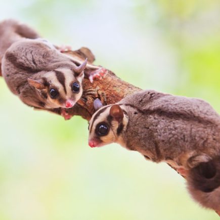 Hewan Eksotis Kembali Tren? Mengapa Iguana dan Sugar Glider Jadi Primadona 2026