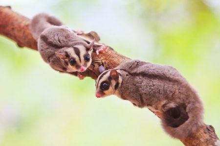 Hewan Eksotis Kembali Tren? Mengapa Iguana dan Sugar Glider Jadi Primadona 2026