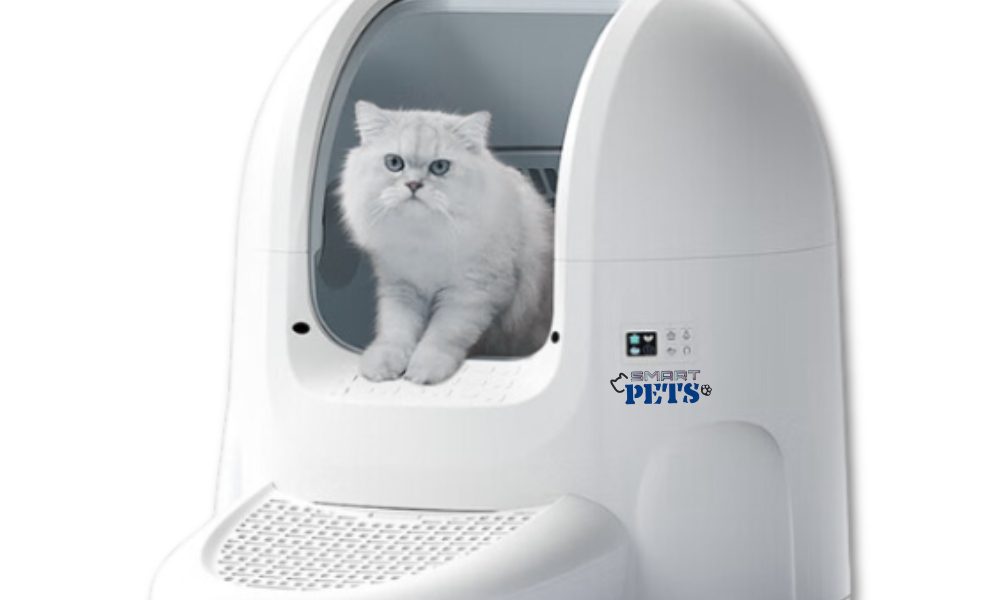 Ternyata Bukan Lapar: Mengapa Pemilik Kucing di Jakarta Kaget Saat Pakai Kalung 'Smart-Meow' Terbaru?