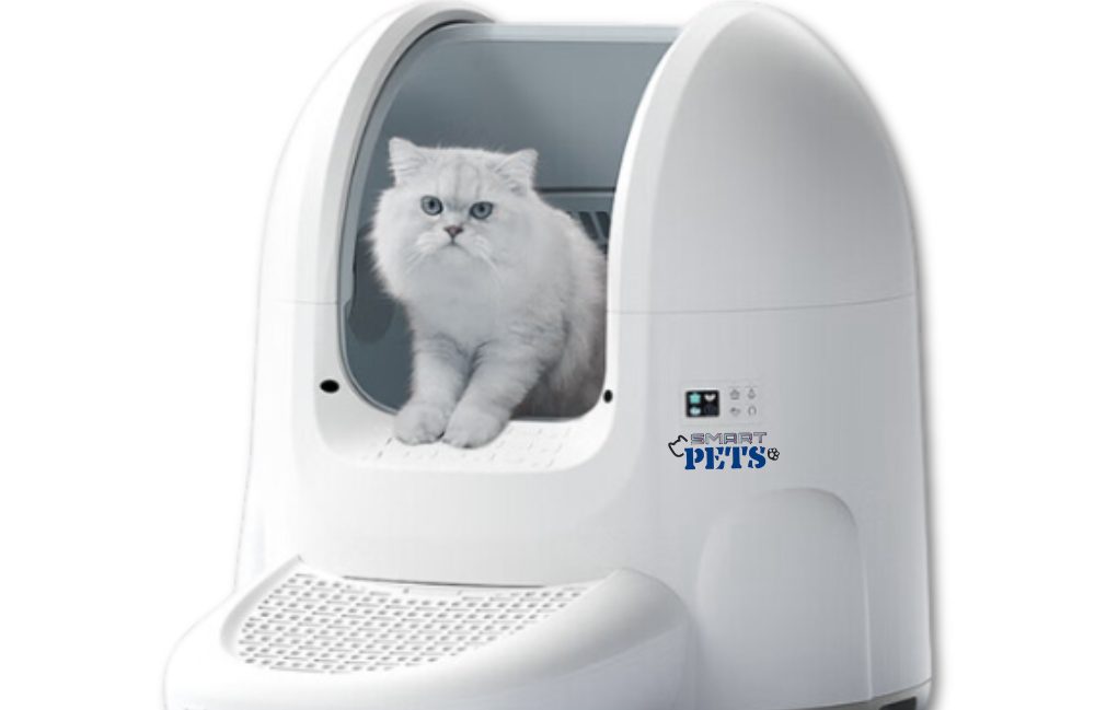 Ternyata Bukan Lapar: Mengapa Pemilik Kucing di Jakarta Kaget Saat Pakai Kalung 'Smart-Meow' Terbaru?