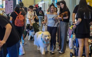 Tren Hewan Peliharaan 2026: Mengapa Adopsi “Eco-Pet” dan Gadget Pintar Jadi Standar Baru Pemilik Anabul di Jakarta?