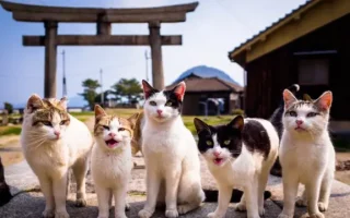 Fenomena 'Kucing Kampung Ekspor' Juni 2026: Diburu Pasar Luar Negeri, Harga Tembus Puluhan Juta, Kok Pemiliknya Malah Rela Lepas?