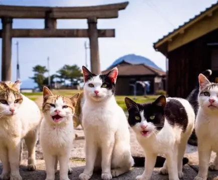 Fenomena 'Kucing Kampung Ekspor' Juni 2026: Diburu Pasar Luar Negeri, Harga Tembus Puluhan Juta, Kok Pemiliknya Malah Rela Lepas?