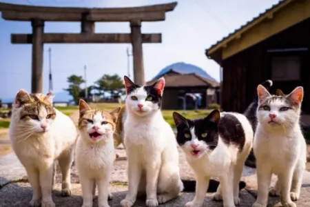 Fenomena 'Kucing Kampung Ekspor' Juni 2026: Diburu Pasar Luar Negeri, Harga Tembus Puluhan Juta, Kok Pemiliknya Malah Rela Lepas?