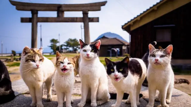 Fenomena 'Kucing Kampung Ekspor' Juni 2026: Diburu Pasar Luar Negeri, Harga Tembus Puluhan Juta, Kok Pemiliknya Malah Rela Lepas?