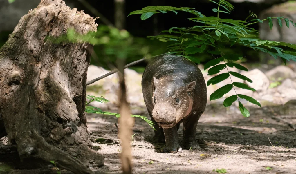 Dari 'Brötchen' si Kuda Nil Pygmy hingga Matilda si Sapi Pantai: Juli 2026, Fenomena Hewan Viral dan Kesadaran Konservasi yang Menggemaskan