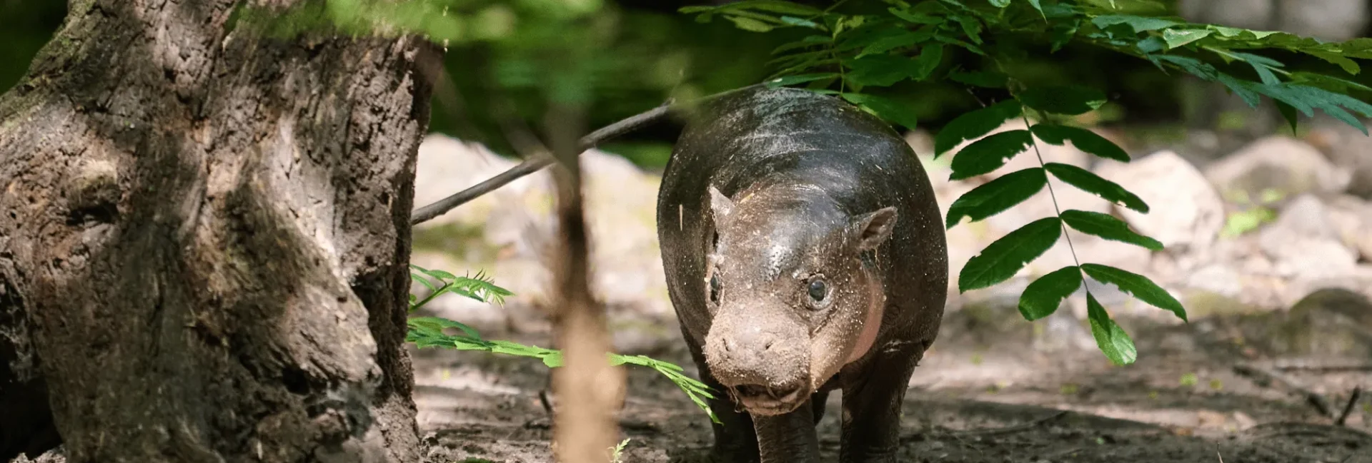 Dari 'Brötchen' si Kuda Nil Pygmy hingga Matilda si Sapi Pantai: Juli 2026, Fenomena Hewan Viral dan Kesadaran Konservasi yang Menggemaskan