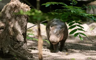 Dari 'Brötchen' si Kuda Nil Pygmy hingga Matilda si Sapi Pantai: Juli 2026, Fenomena Hewan Viral dan Kesadaran Konservasi yang Menggemaskan