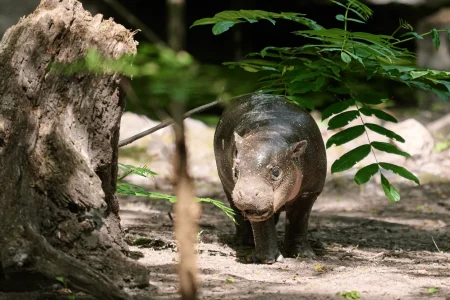 Dari 'Brötchen' si Kuda Nil Pygmy hingga Matilda si Sapi Pantai: Juli 2026, Fenomena Hewan Viral dan Kesadaran Konservasi yang Menggemaskan